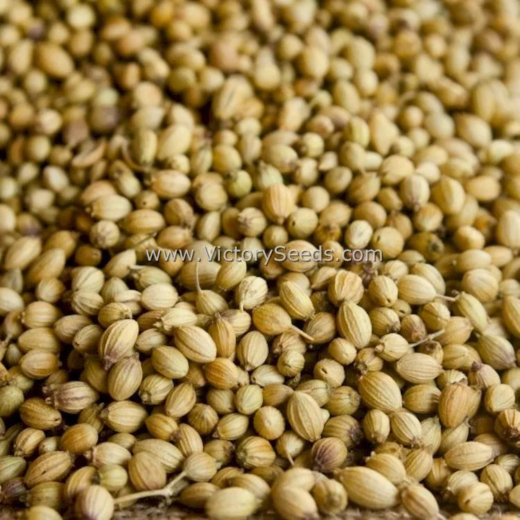 Coriander (Cilantro) - Slow Bolt