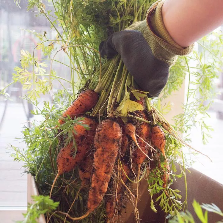 Autumn King Carrot