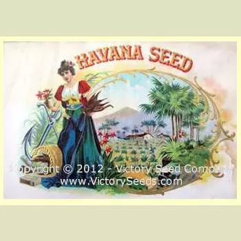 Havana Tobacco