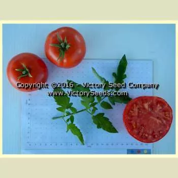Loran Blood Tomato