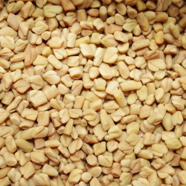Fenugreek