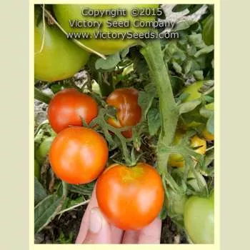 Bundaberg Rumball Tomato
