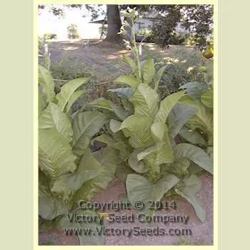 Pennlan Tobacco