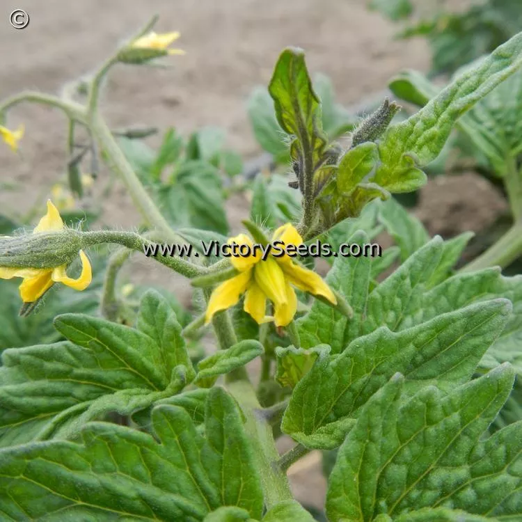 Dwarf Mocha's Cherry Tomato