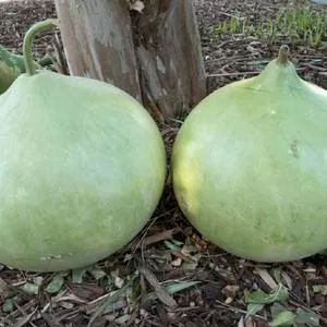 Bushel Gourd