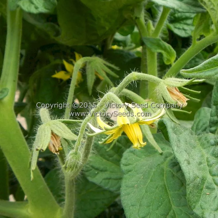 Summer Sweet Gold Tomato