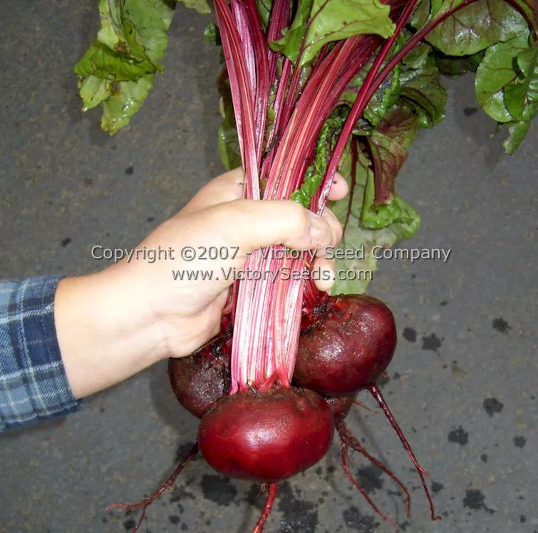 Crosby Egyptian Beet