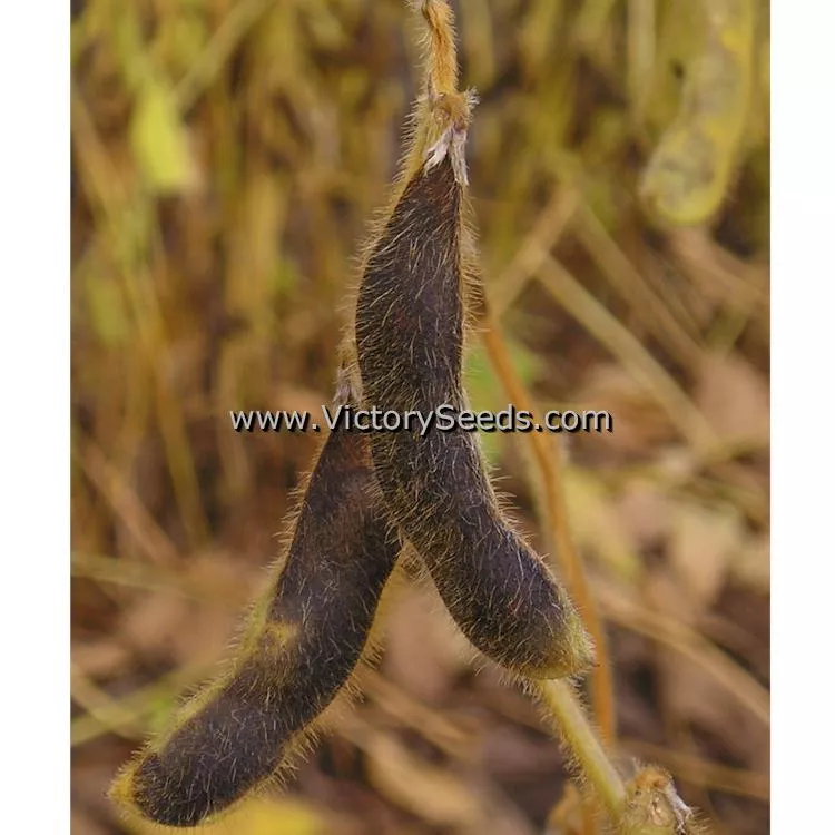 Tokio Vert Soybean