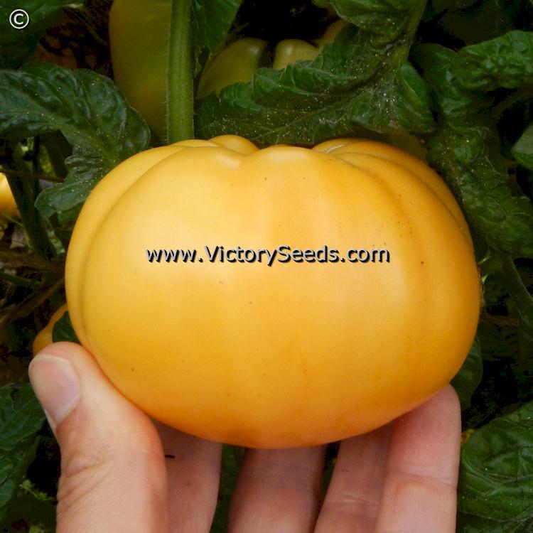 Dwarf Oriole Tomato