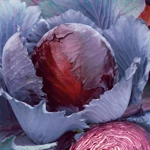Red Express Cabbage