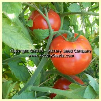 Loran Blood Tomato