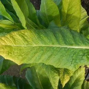 Harrow 12 Tobacco