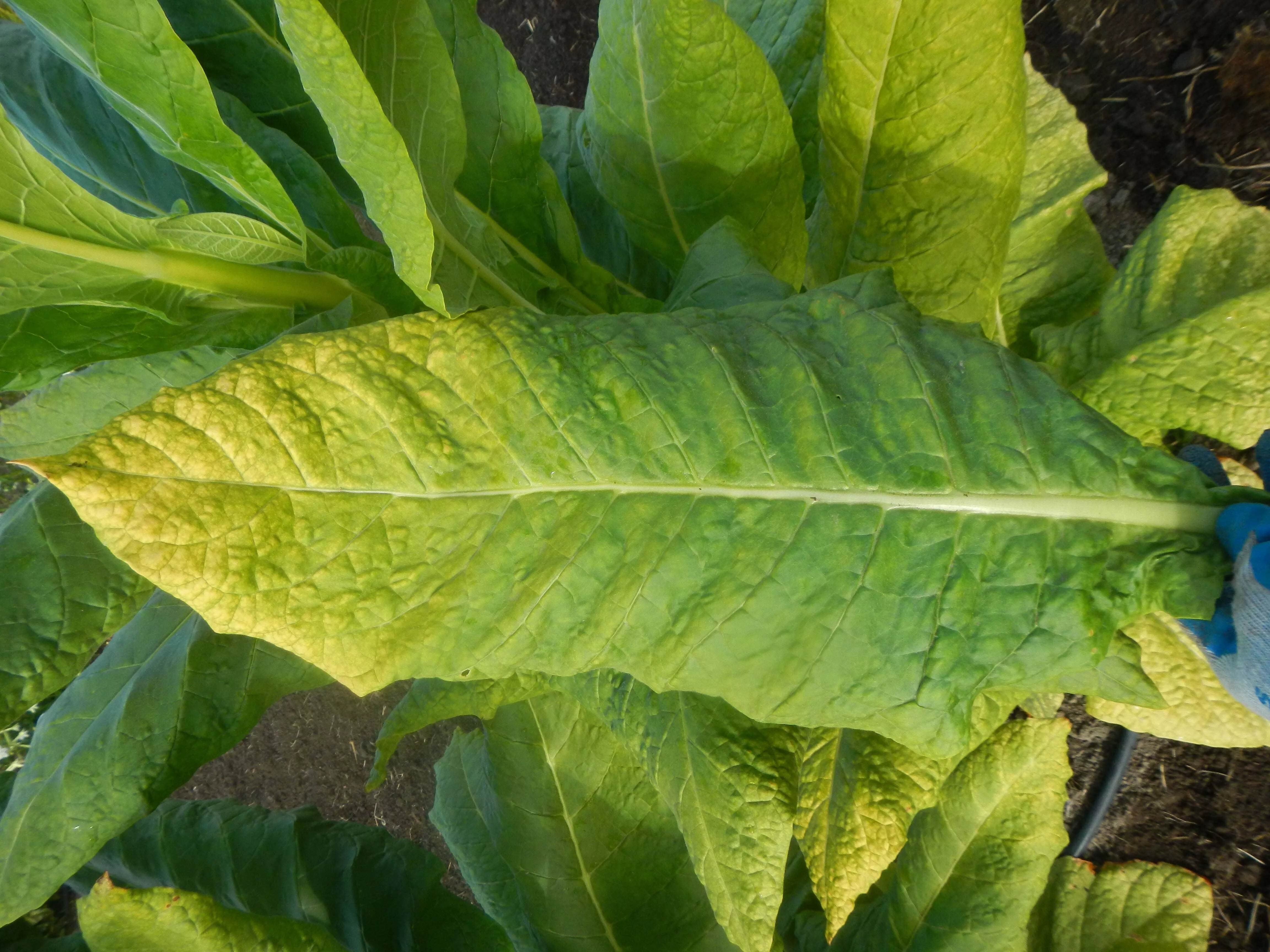 Harrow 12 Tobacco