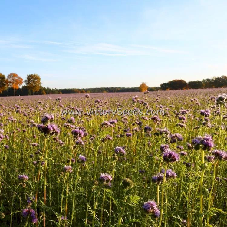 Lacy Phacelia