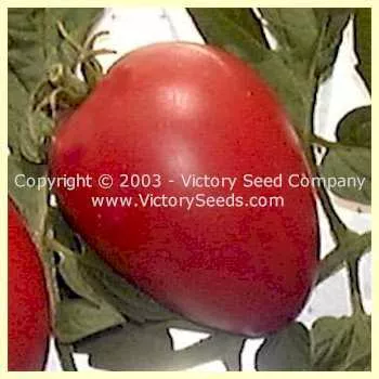 Livingston's Ohio Red Tomato