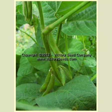 Aan tu bai hua lu da dou Soybean