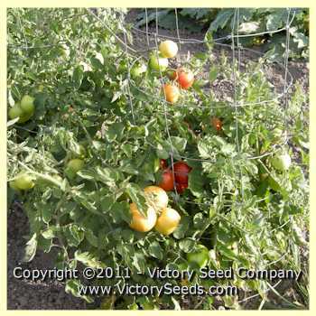 Earliana Tomato