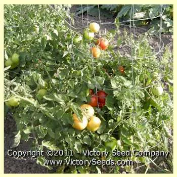 Earliana Tomato
