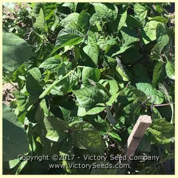 Royal Burgundy Bush Garden Bean