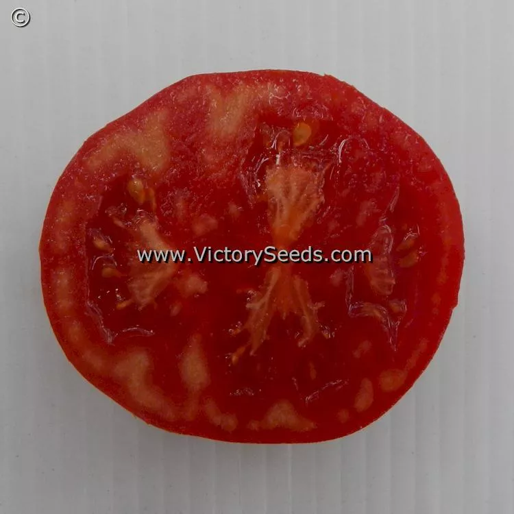 Dwarf Maura's Cardinal Tomato