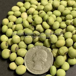 Envy Soybean