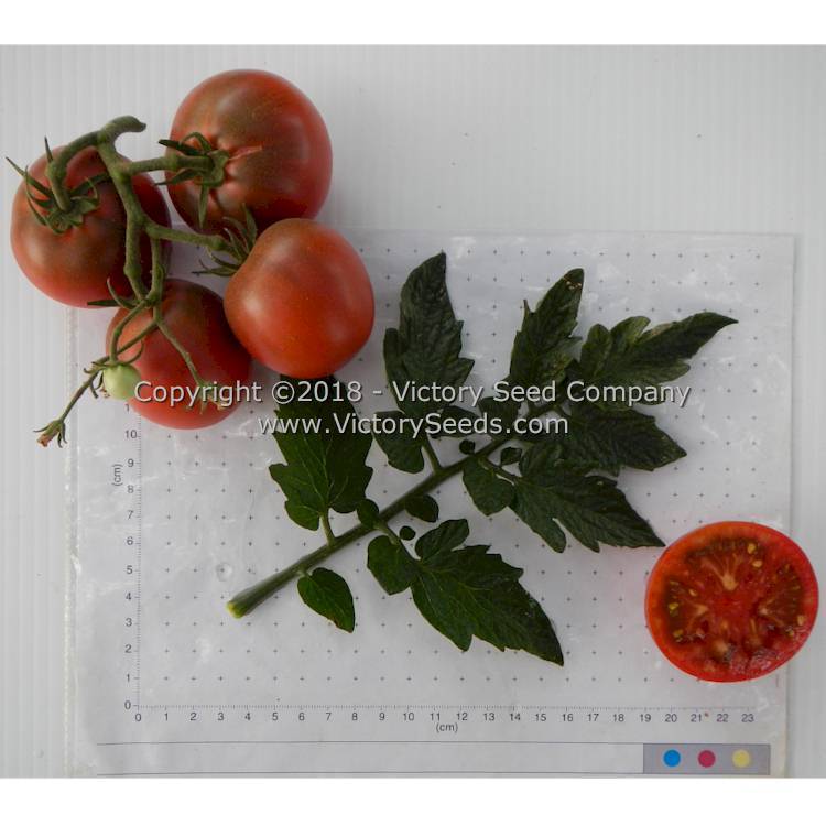 Dwarf Mary's Cherry Tomato