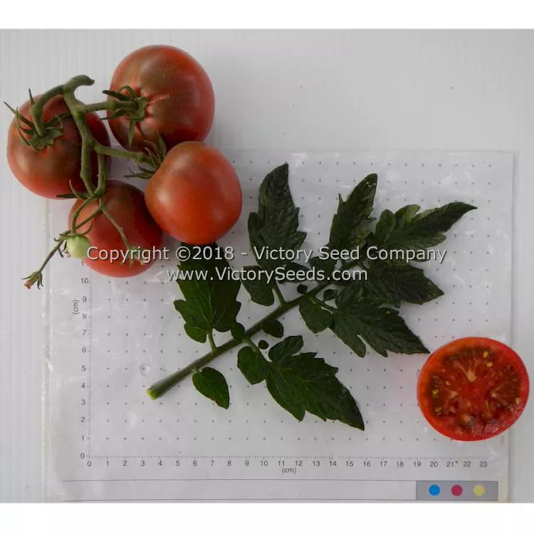 Dwarf Mary's Cherry Tomato