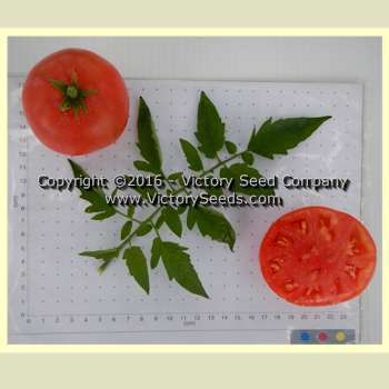 June Pink Tomato