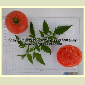 June Pink Tomato