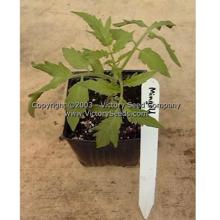 Mingold Tomato