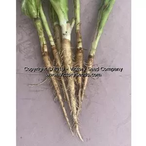 Salsify