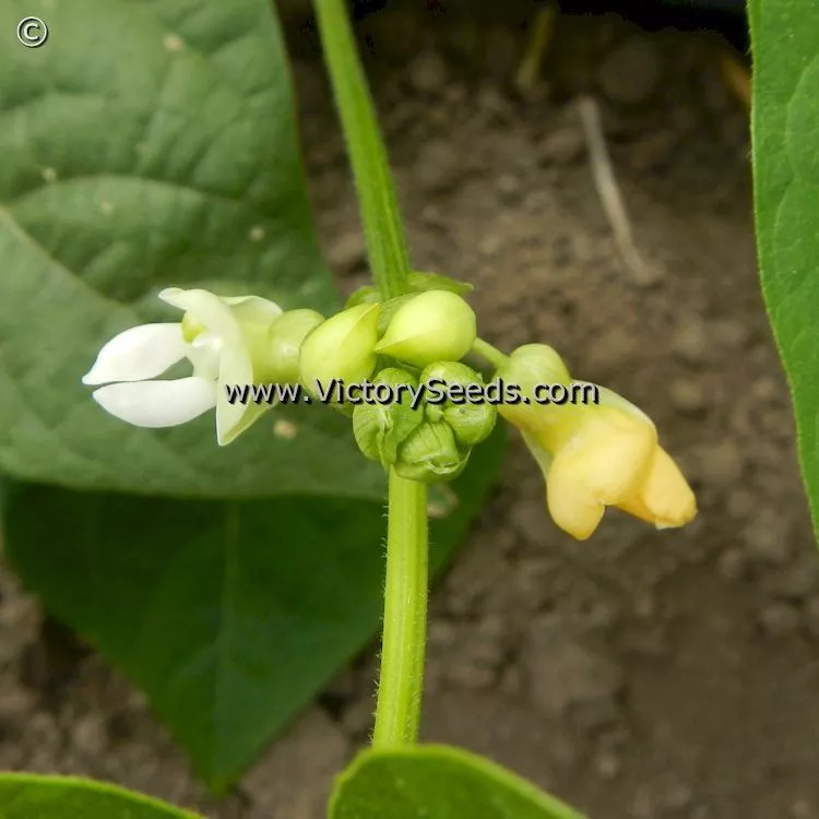 Blue Lake Pole Green Garden Bean, Wright Strain