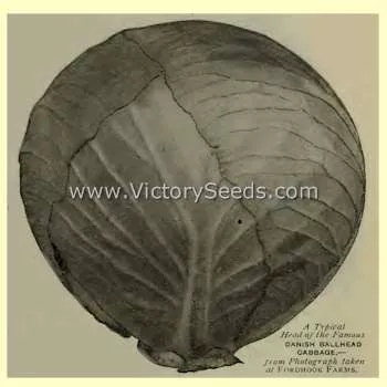 Danish Ballhead Cabbage
