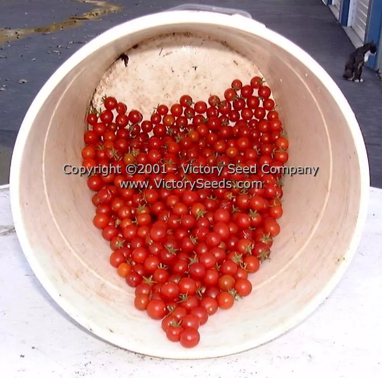Red Currant Tomato