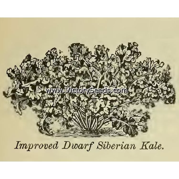 Improved Dwarf Siberian Kale