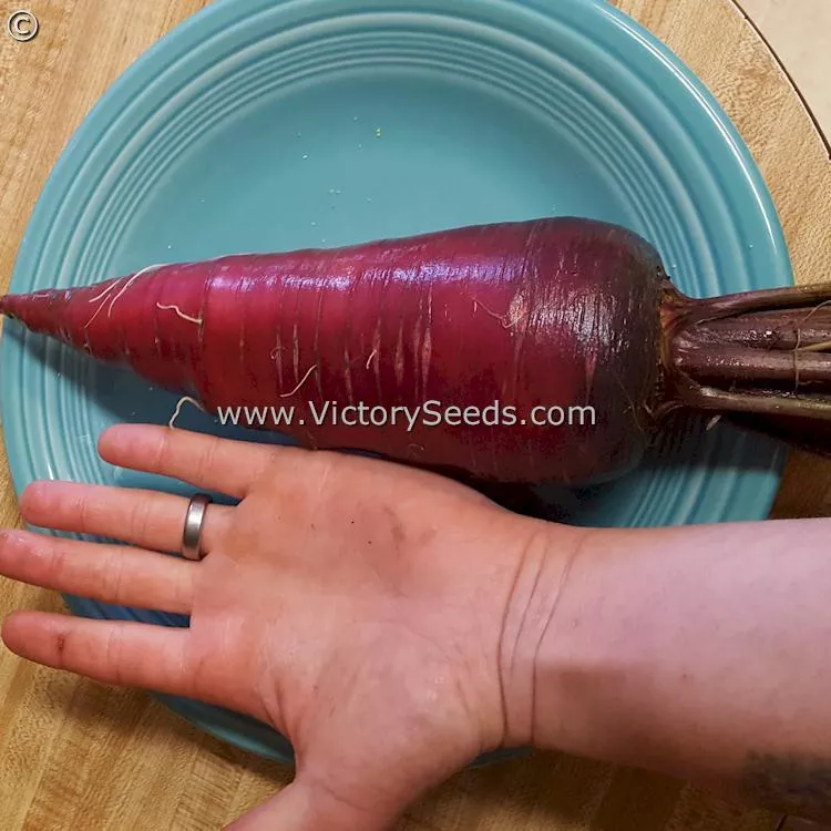 Cosmic Purple Carrot