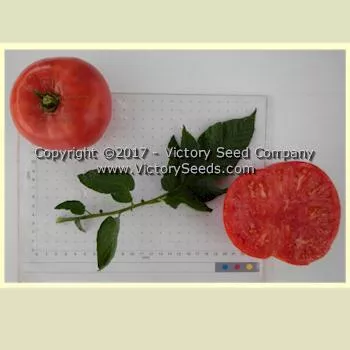 Anna's Kentucky Tomato