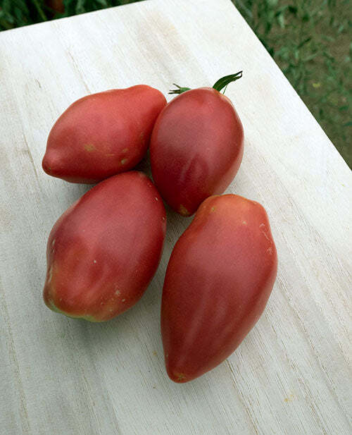 Sheboygan Tomato