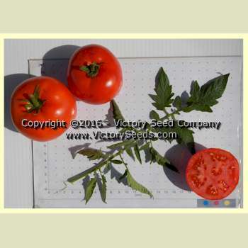 Break O' Day Tomato