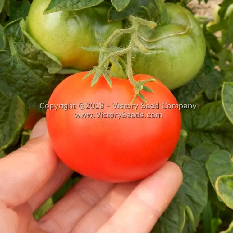 Potentate Tomato