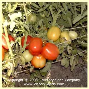 Saucy Tomato
