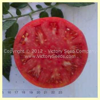 Burpee's Trucker's Favorite Tomato
