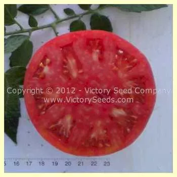 Burpee's Trucker's Favorite Tomato