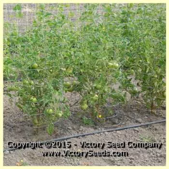 Brandywine, True Black - Tomato