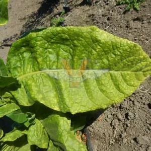 Goyano Tobacco