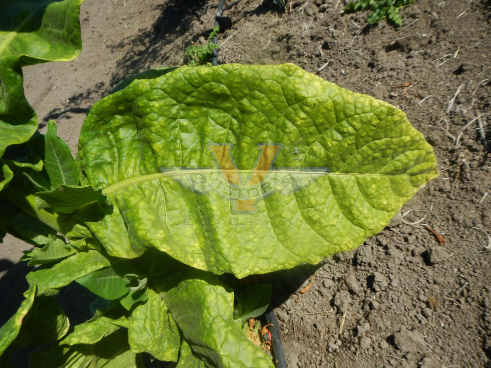 Goyano Tobacco