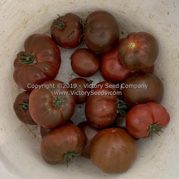 Northern Elan Tomato