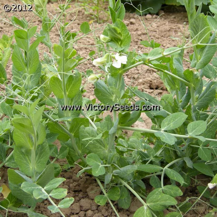 Willet's Wonder Pea