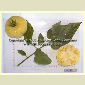 Taylor Lacey Leaf Tomato