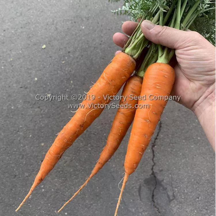 Kuroda Carrot